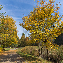 Amazing Autumn landscape with Yellow trees in South Park in city of Sofia, Bulgaria