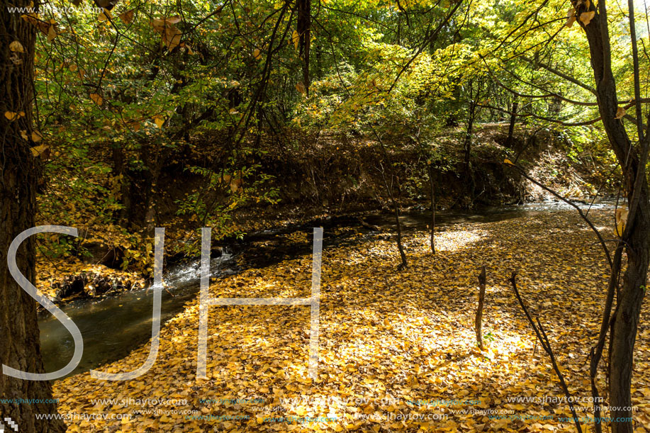 Amazing Autumn landscape with Yellow trees in South Park in city of Sofia, Bulgaria