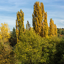 Amazing Autumn landscape with Yellow trees in South Park in city of Sofia, Bulgaria