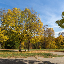 Amazing Autumn landscape with Yellow trees in South Park in city of Sofia, Bulgaria