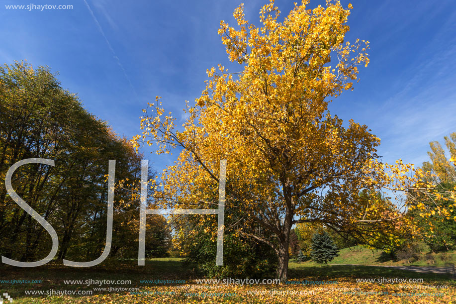 Amazing Autumn landscape with Yellow trees in South Park in city of Sofia, Bulgaria