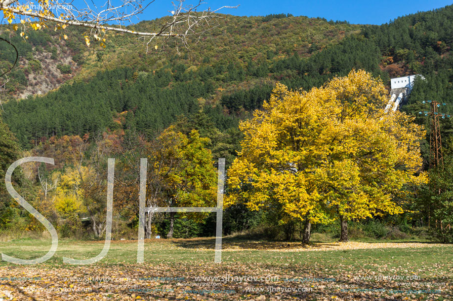 Autumn Landscape with yellow tree near Pancharevo lake, Sofia city Region, Bulgaria