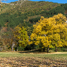 Autumn Landscape with yellow tree near Pancharevo lake, Sofia city Region, Bulgaria