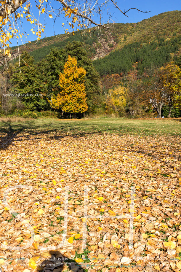 Autumn Landscape with yellow tree near Pancharevo lake, Sofia city Region, Bulgaria