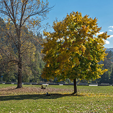 Autumn Landscape with yellow tree near Pancharevo lake, Sofia city Region, Bulgaria