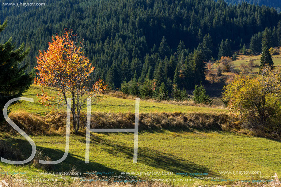 Amazing autumn landscape near village of Gela, Rhodope Mountains, Bulgaria