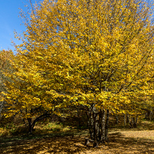 Autumn Landscape with yellow trees near Devil town in Radan Mountain, Serbia