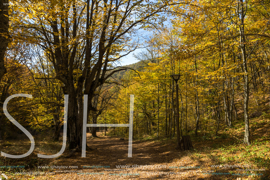 Autumn Landscape with yellow trees near Devil town in Radan Mountain, Serbia