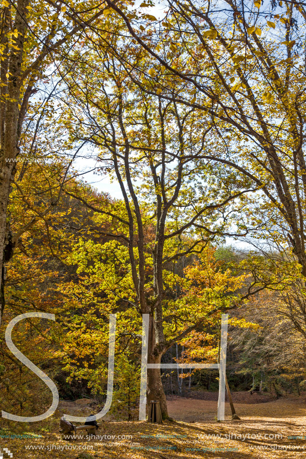 Autumn Landscape with yellow trees near Devil town in Radan Mountain, Serbia