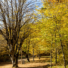 Autumn Landscape with yellow trees near Devil town in Radan Mountain, Serbia