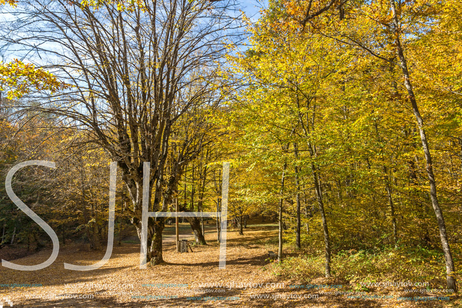 Autumn Landscape with yellow trees near Devil town in Radan Mountain, Serbia