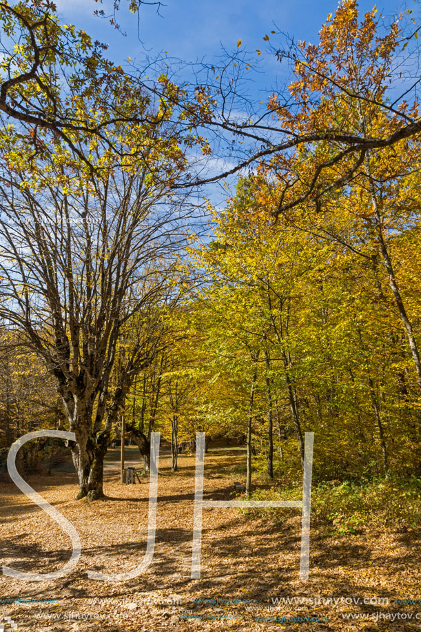 Autumn Landscape with yellow trees near Devil town in Radan Mountain, Serbia