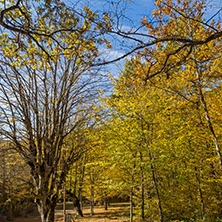 Autumn Landscape with yellow trees near Devil town in Radan Mountain, Serbia