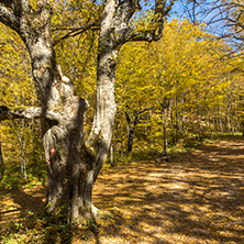 Autumn Landscape with yellow trees near Devil town in Radan Mountain, Serbia