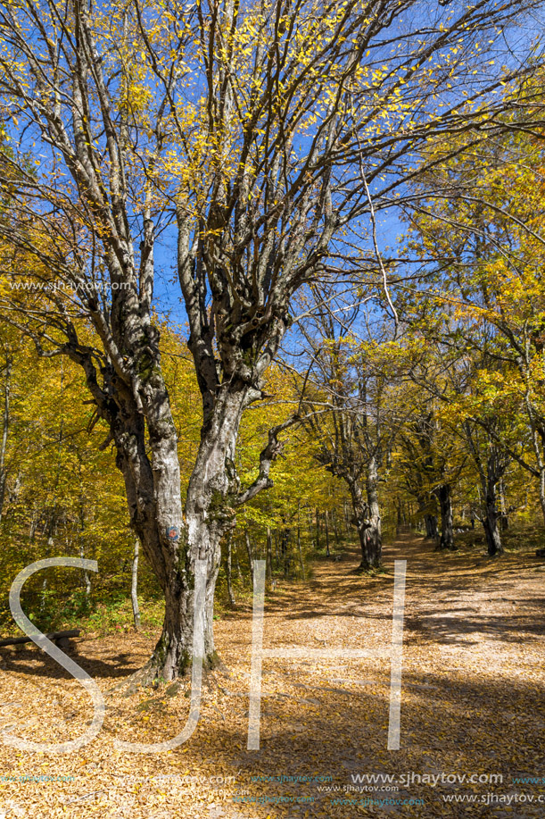 Autumn Landscape with yellow trees near Devil town in Radan Mountain, Serbia