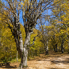 Autumn Landscape with yellow trees near Devil town in Radan Mountain, Serbia