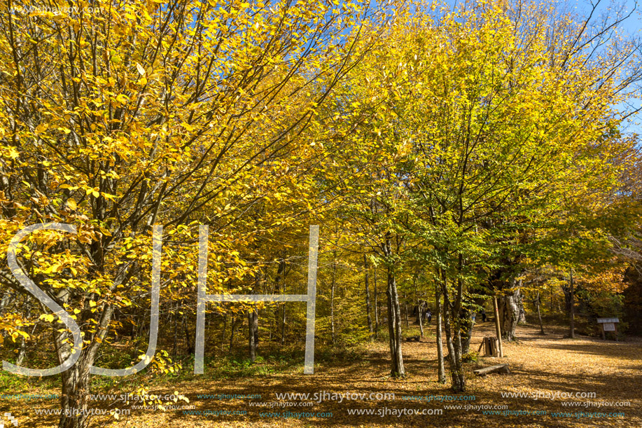 Autumn Landscape with yellow trees near Devil town in Radan Mountain, Serbia