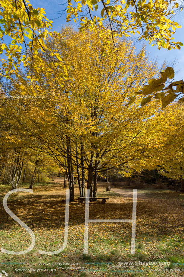 Autumn Landscape with yellow trees near Devil town in Radan Mountain, Serbia