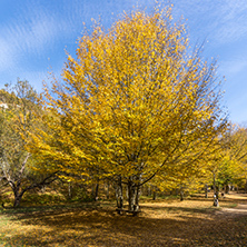 Autumn Landscape with yellow trees near Devil town in Radan Mountain, Serbia