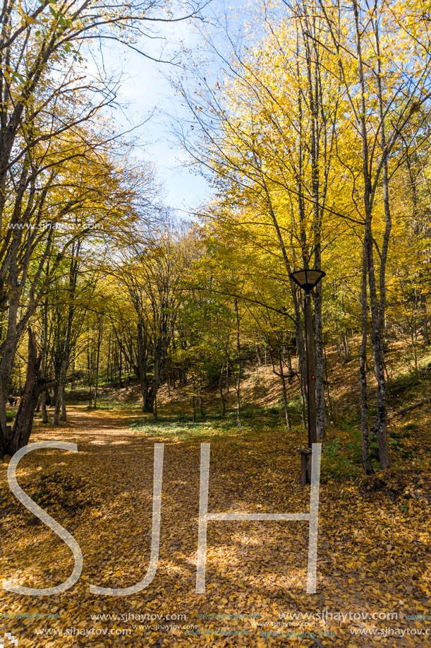 Autumn Landscape with yellow trees near Devil town in Radan Mountain, Serbia