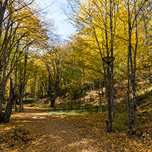 Autumn Landscape with yellow trees near Devil town in Radan Mountain, Serbia