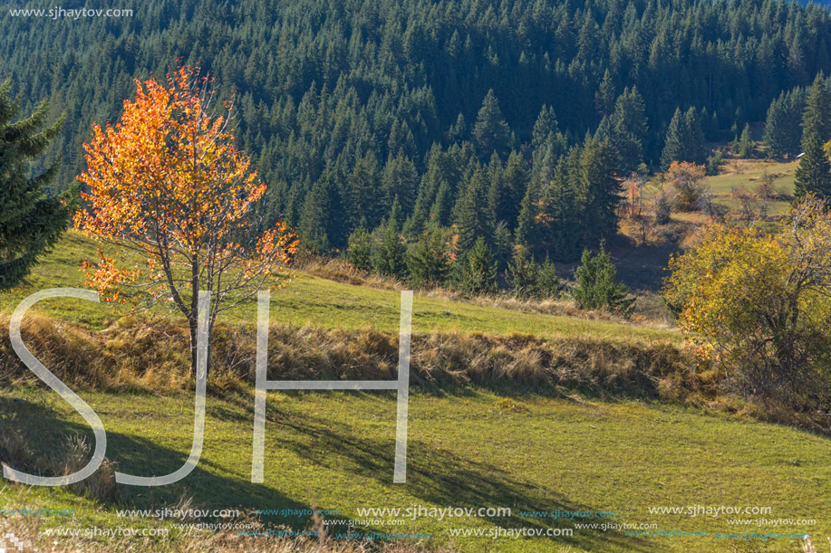 Amazing autumn panorama near village of Gela, Smolyan Region, Bulgaria