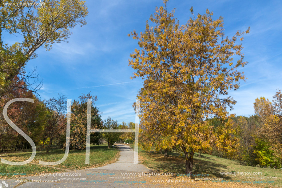 Autumn landscape with Yellow trees in South Park in city of Sofia, Bulgaria