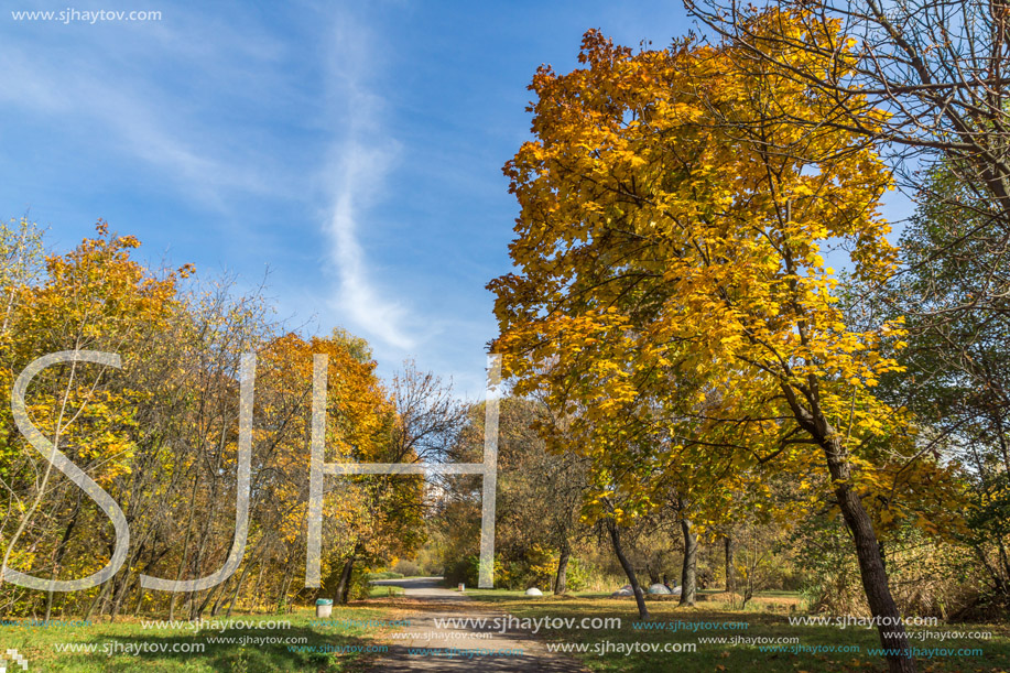 Autumn landscape with Yellow trees in South Park in city of Sofia, Bulgaria