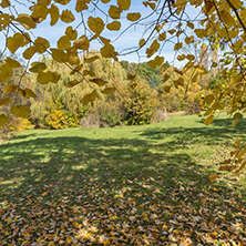 Autumn landscape with Yellow trees in South Park in city of Sofia, Bulgaria
