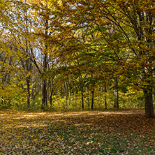 Autumn landscape with Yellow trees in South Park in city of Sofia, Bulgaria