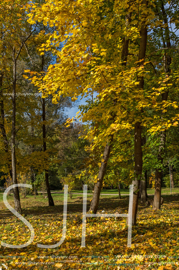 Autumn landscape with Yellow trees in South Park in city of Sofia, Bulgaria