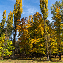 Autumn landscape with Yellow trees in South Park in city of Sofia, Bulgaria