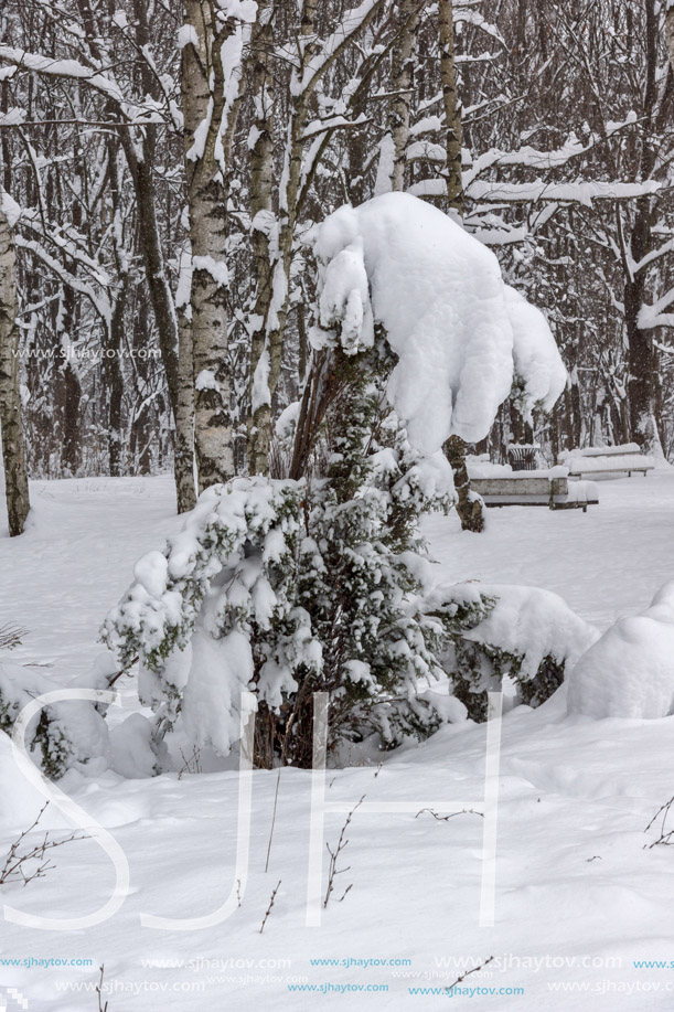 Winter Landscape with snow covered trees in South Park in city of Sofia, Bulgaria