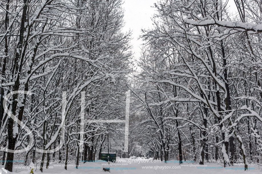 Winter Landscape with snow covered trees in South Park in city of Sofia, Bulgaria