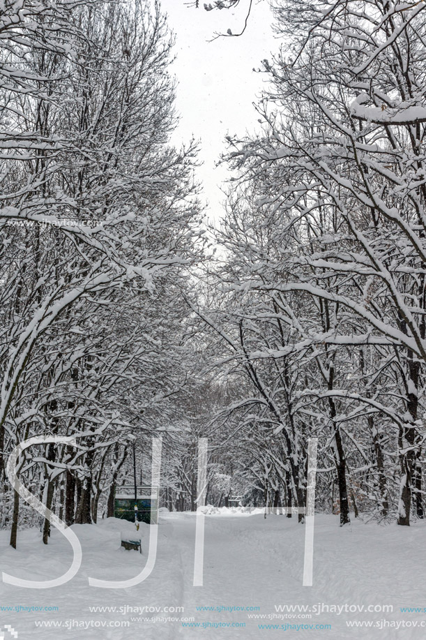 Winter Landscape with snow covered trees in South Park in city of Sofia, Bulgaria