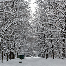 Winter Landscape with snow covered trees in South Park in city of Sofia, Bulgaria