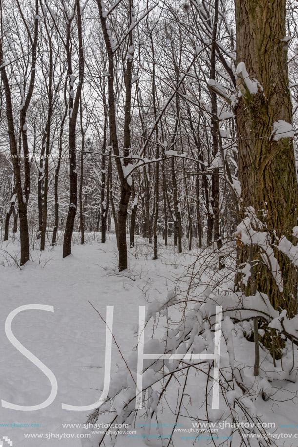 Winter Landscape with snow covered trees in South Park in city of Sofia, Bulgaria