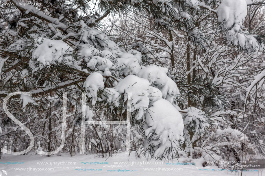 Winter Landscape with snow covered trees in South Park in city of Sofia, Bulgaria