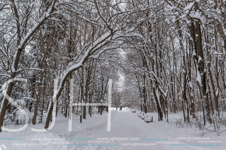 Winter Landscape with snow covered trees in South Park in city of Sofia, Bulgaria