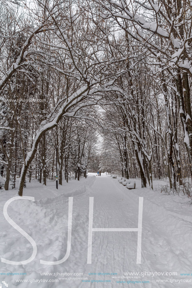 Winter Landscape with snow covered trees in South Park in city of Sofia, Bulgaria