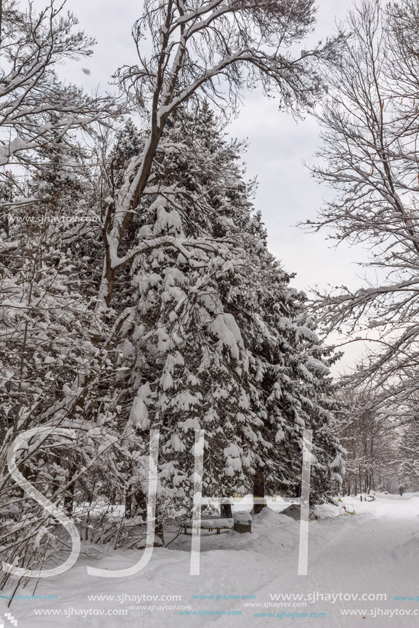 Winter Landscape with snow covered trees in South Park in city of Sofia, Bulgaria