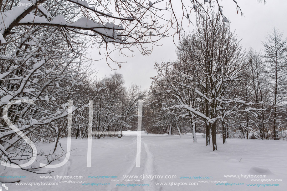 Winter Landscape with snow covered trees in South Park in city of Sofia, Bulgaria