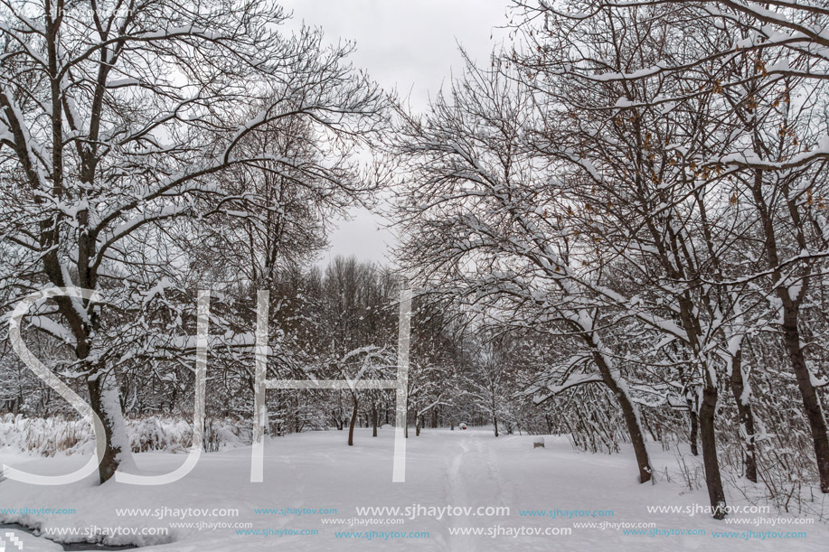 Winter Landscape with snow covered trees in South Park in city of Sofia, Bulgaria