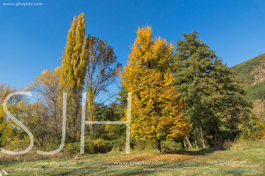 Autumn Landscape with yellow tree near Pancharevo lake, Sofia city Region, Bulgaria