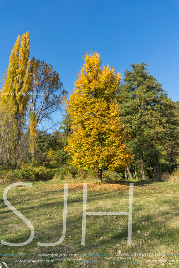 Autumn Landscape with yellow tree near Pancharevo lake, Sofia city Region, Bulgaria