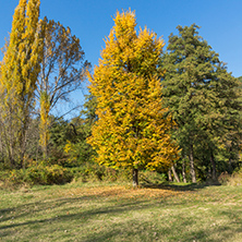 Autumn Landscape with yellow tree near Pancharevo lake, Sofia city Region, Bulgaria