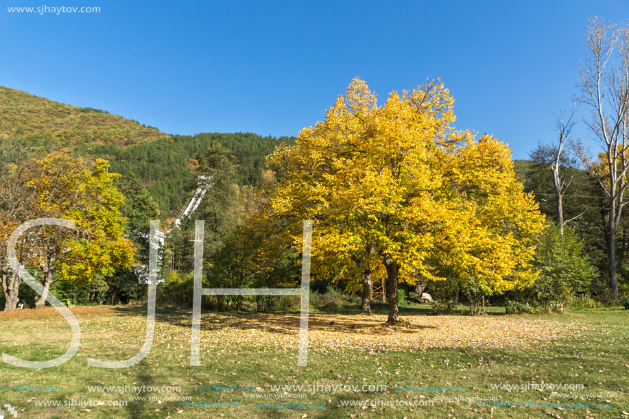 Autumn Landscape with yellow tree near Pancharevo lake, Sofia city Region, Bulgaria