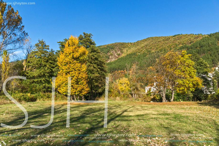 Autumn Landscape with yellow tree near Pancharevo lake, Sofia city Region, Bulgaria