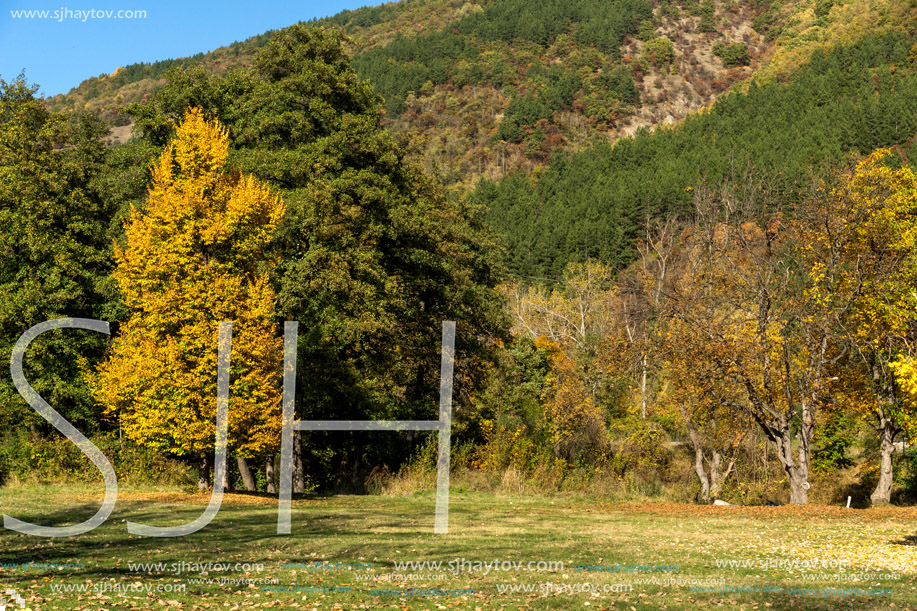 Autumn Landscape with yellow tree near Pancharevo lake, Sofia city Region, Bulgaria