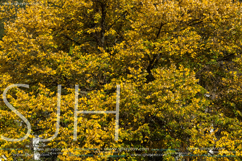 Autumn Landscape with yellow tree near Pancharevo lake, Sofia city Region, Bulgaria